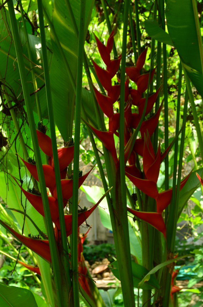 Diese für Thailand typische Orchideenart gedeiht prächtig im Garten.