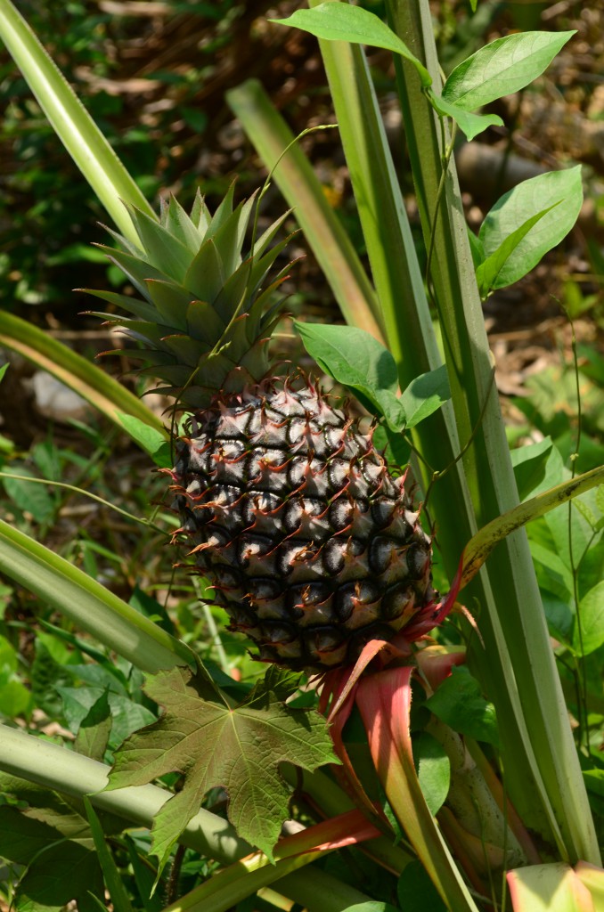 Ananas wächst zirka 30 cm über dem Boden auf einem Strauch. Man lernt nie aus ;)
