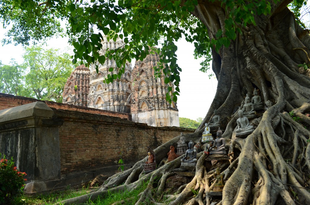 Der Baum neben dem Wat Si Sawai mit ausgeprägten  Wurzeln ist besetzt von kleinen Buddhas. Ob das eine Anspielung auf die Hinduistischen Wurzeln des Tempels sind?