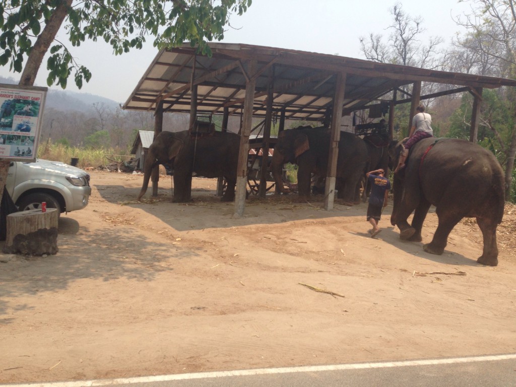 Im Südosten von Pia gibt es mehrere Elefantenfarmen. Ich glaube, dass der Tourismus in Pia auf einem relativ gleichbleibenden Level bleibt, sodass die Elefanten nicht überfordert werden. Schöner wären wilde Elefanten.
