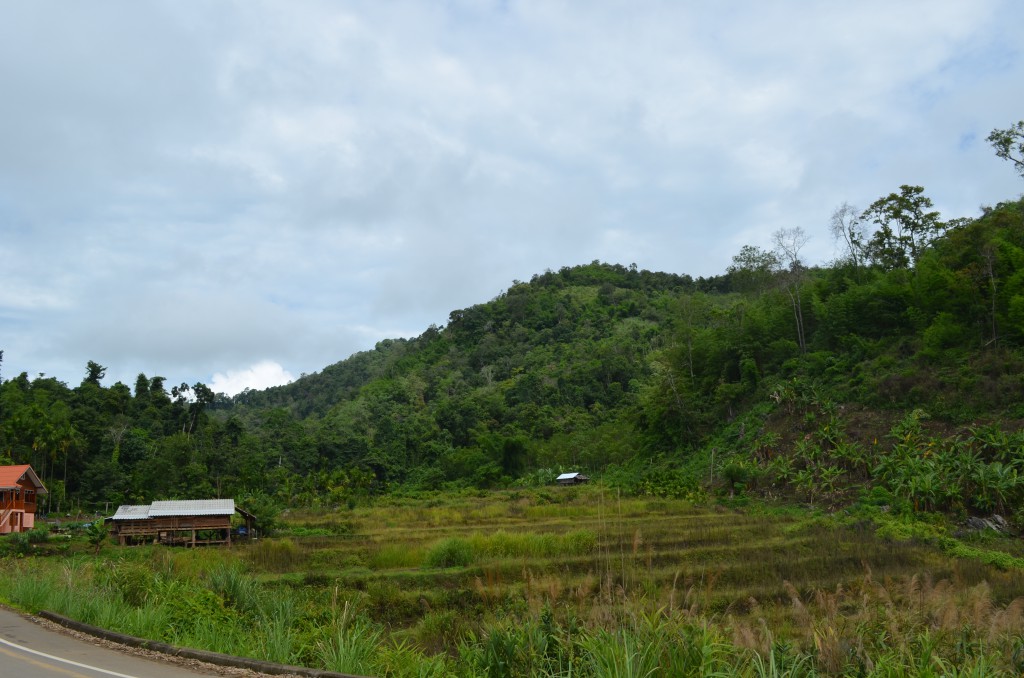 Entlang des Dschungel gibt es immer wieder Passagen, in denen sich die Menschen hier Platz geschaffen haben um Reis anzubauen.