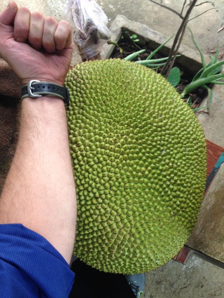 Das ist eine Jackfruit im Vergleich mit meinem Unterarm. Dieses Exemplar hat genau 18 Kilogramm.