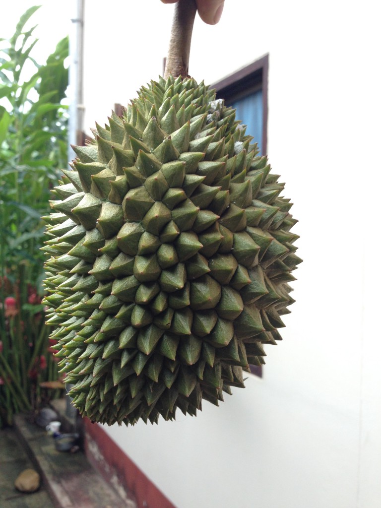 Und das eine Durian. Hier sind etwa fünf kerne mit einem seltsam, herzhaften Geschmack drin. Sie ist schwer zu knacken und hat harte Stacheln.