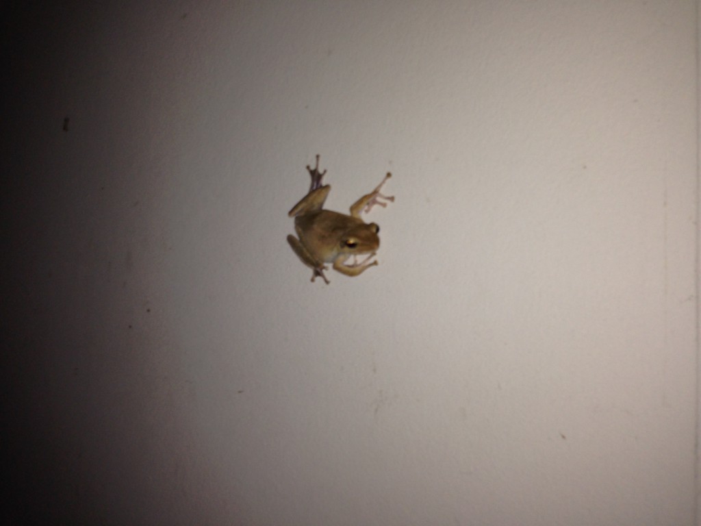 Der Wand Frosch - er guckt immer etwas grimmig.