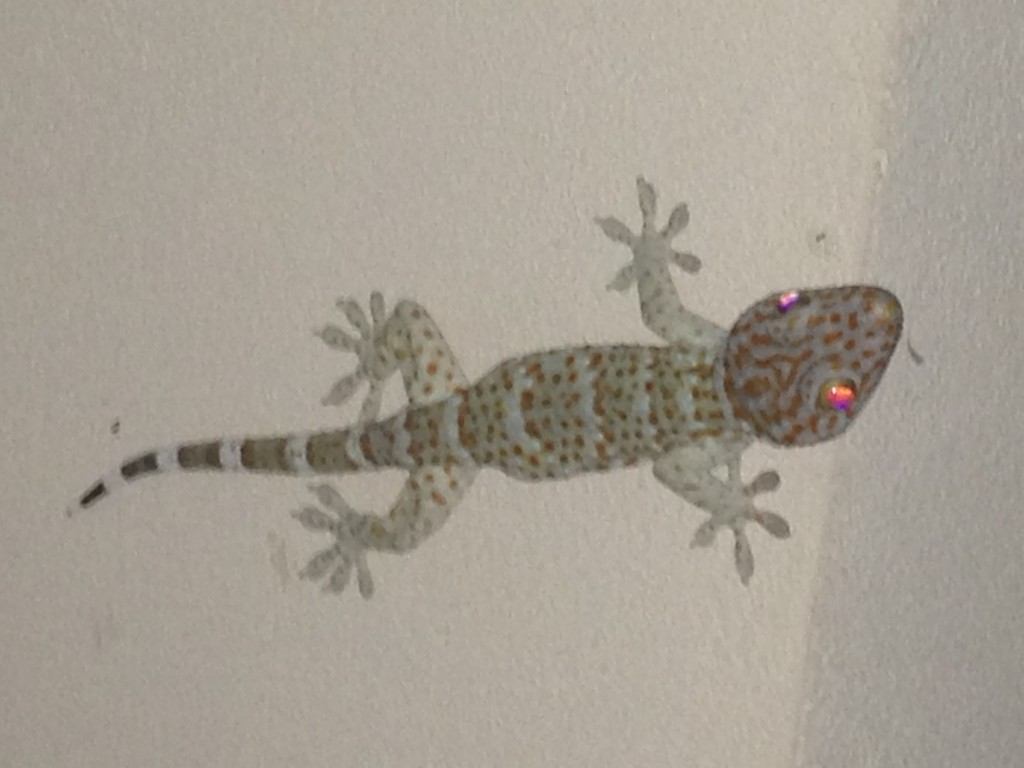 Die großen Geckos heissen in der Landessprache Tu-Keh