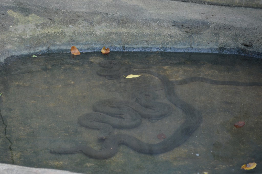 Wasserschlangen...