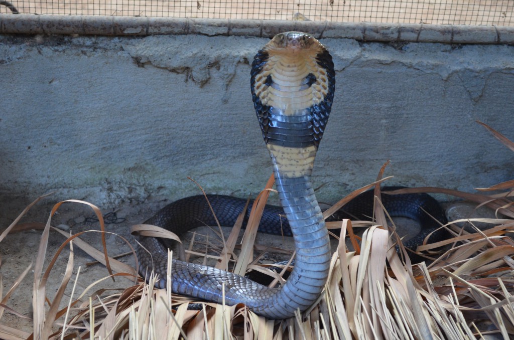 ... und Thai-Cobras. Der Unterschied zwischen King Cobra (Königskobra) und der Thai-Cobra ist lediglich, dass das Gift der King-Cobra dich innerhalb von 20min Tötet - das der Thai-Cobra erst nach einer Stunde ...